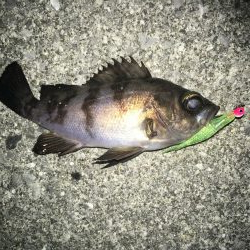 満潮メバリング