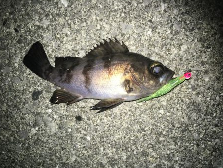 満潮メバリング