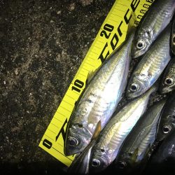 久々淡路アジング 遠征