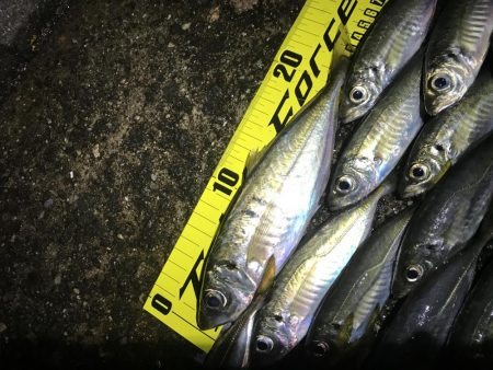 久々淡路アジング 遠征