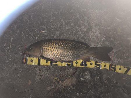 暇つぶしに鯉釣り