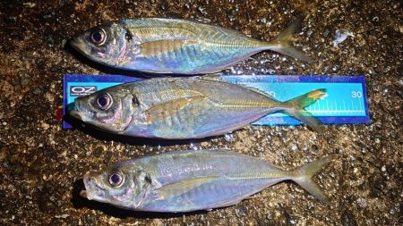 和田防で良型アジング！