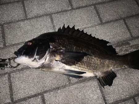 管釣りタックルでメバリング