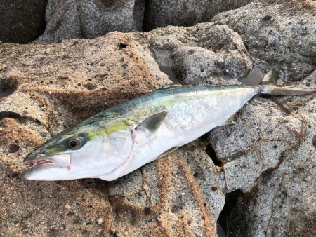 朝一トップでブリ