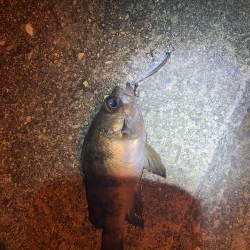 先輩とメバリング