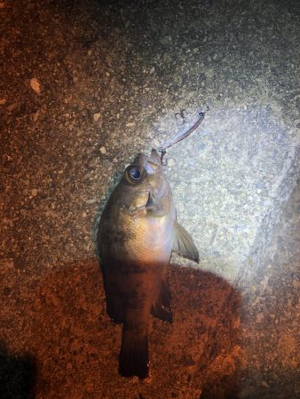 先輩とメバリング