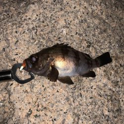 人工島で今年初メバリング！！