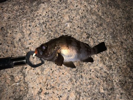 人工島で今年初メバリング！！