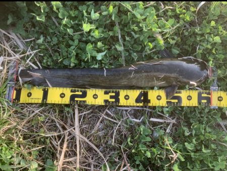 デイナマ初フィッシュ