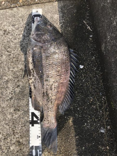 イチノ兄弟、釣果！