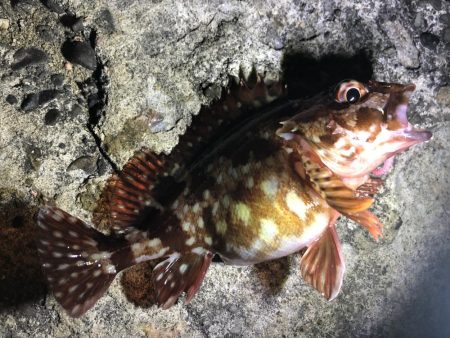 アジどこでっかー！？