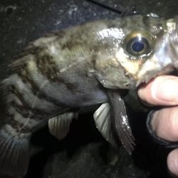 痛すぎマッキンα!!