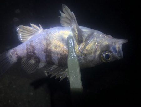 全然、潮が動いてない・・