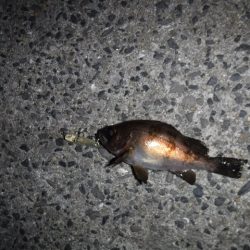 プラッギングメバル