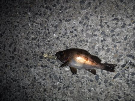 プラッギングメバル