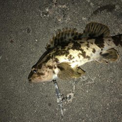 20前後のメバル