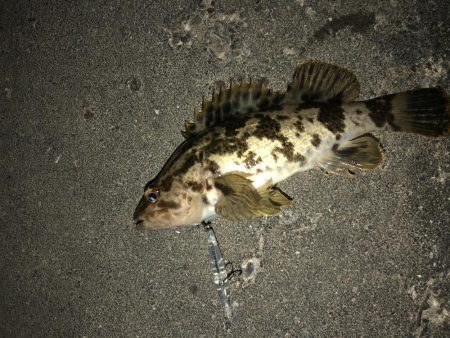 20前後のメバル