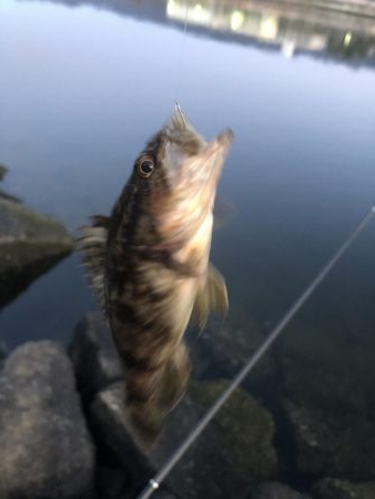 久々のエビ撒き釣り
