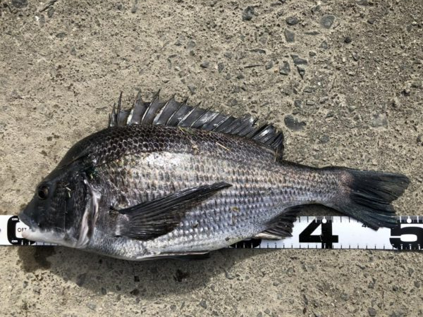 イチノ兄弟、釣果！