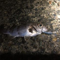 メバリングでまさかのタコ