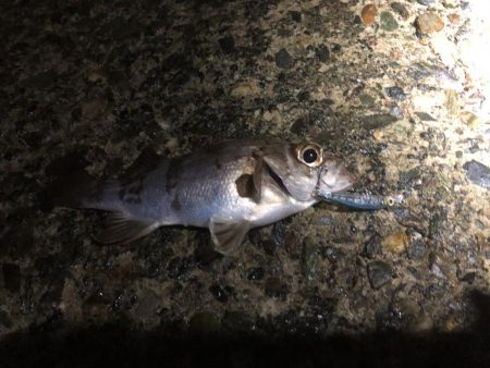 メバリングでまさかのタコ