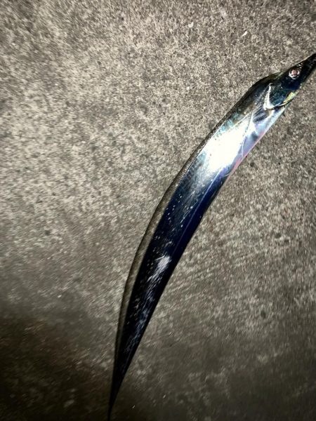 太刀魚釣れました！