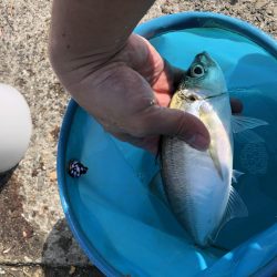 舞洲でカゴ釣り