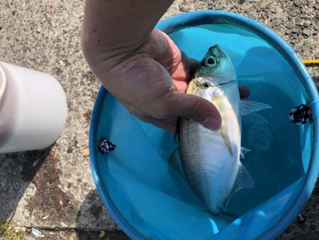 舞洲でカゴ釣り