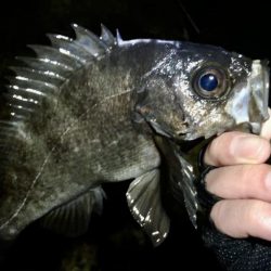 激渋っレイニーメバリング!