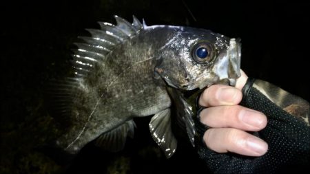 激渋っレイニーメバリング!