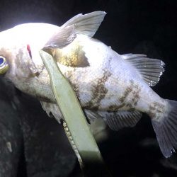 条件は良さそうなのに・・