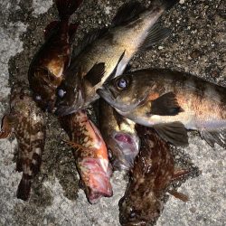 めばりんぐまだボトム