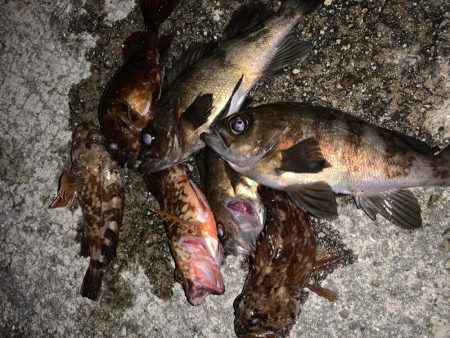 めばりんぐまだボトム