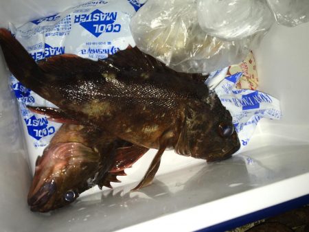 厳寒期にはガシラ