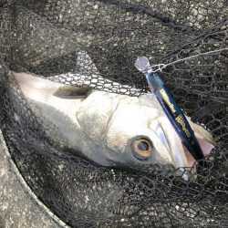 午前5時から釣りして夕方16時くらいにイワシの群れがシーバスを連れてきた。