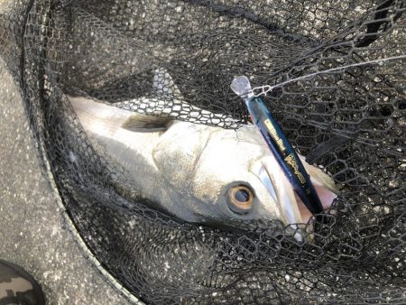 午前5時から釣りして夕方16時くらいにイワシの群れがシーバスを連れてきた。