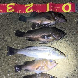 雨でも風でも♪メバリングやぁ