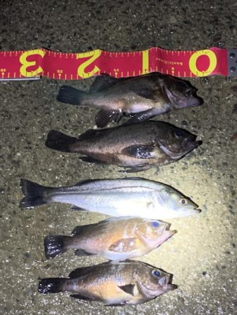 雨でも風でも♪メバリングやぁ