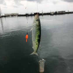 サイズが良くなってきた？？