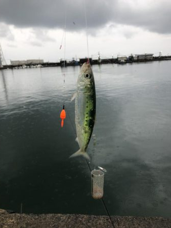 サイズが良くなってきた？？