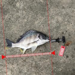 3月28日キビレゲーム