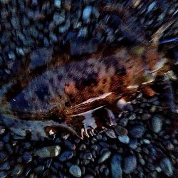 ボチボチ　春イカの季節かなぁー