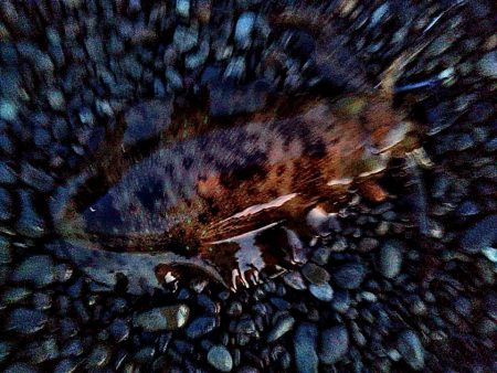 ボチボチ　春イカの季節かなぁー