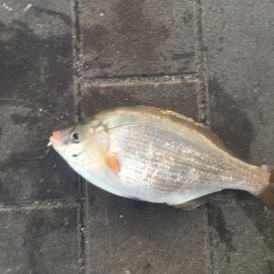 低水温期の貴重な1匹