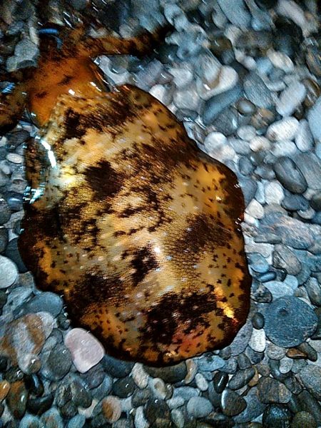 まだ　小型ですが、何とか一杯確保です!!