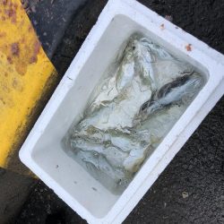 アジは短い地合。イワシは何処へ行った？