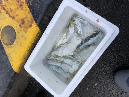 アジは短い地合。イワシは何処へ行った？