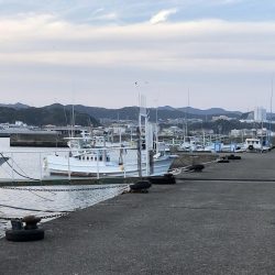 アジが釣れました