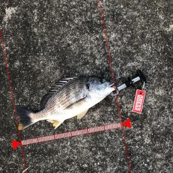 3月13日キビレゲーム