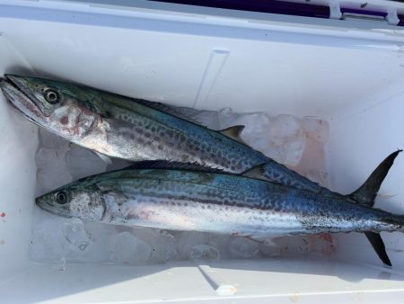 サワラ2匹